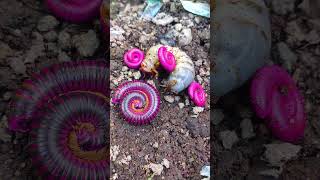 millipedes and larvae are sleeping during the day short milipede [upl. by Flannery]