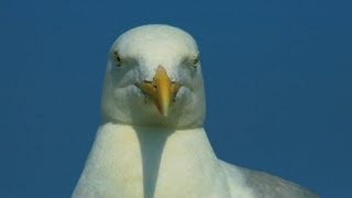 insel Gesichter  der neue Borkum Film  Teil 1  Erstmal ankommen [upl. by Greenwald]