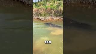 Este BÚFALO se sumergió por COMPLETO en el AGUA 😱 [upl. by Robin]