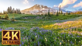 3 hours 4K UHD Relaxation video Mount Rainier National Park Washington State Nature Sounds  1 [upl. by Eugilegna]