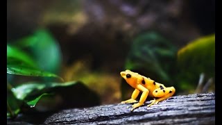 Detroit Zoo  Amphibian Conservation  Panamanian Golden Frog [upl. by Itsuj245]