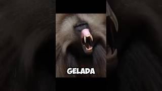 The GELADA BABOONS  Incredible UPPER TEETH 😥 [upl. by Zinn]