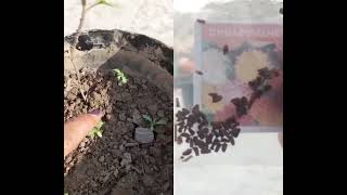 why we should never use clayey soil for plants  this for gardening [upl. by Aivekahs]