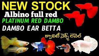 4 TYPES OF NEW GUPPY STOCK ARRIVED ❤️  DAMBO EAR BETTA HMPK BREEDING PAIRS  AK AQUA [upl. by Myrtia]