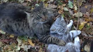 NORWEGIAN FOREST CAT  Alfred walking with Wilfred  Part two [upl. by Lyns414]