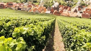 Schaumwein Sekt Champagner und Prosecco  Die Weinexperten [upl. by Evin]