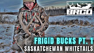 December Whitetails EVERYWHERE  Saskatchewan Whitetail Hunting [upl. by Erena]