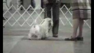 Sealyham terrier  Ch Efbes Hidalgo At Goodspice [upl. by Tu]