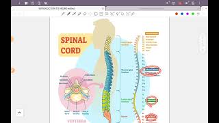 Introduction to neurology part 1 [upl. by Negeam]