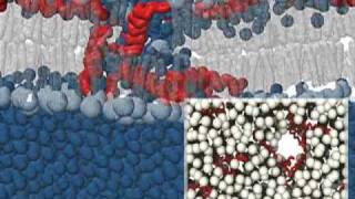 Martini force field simulation of Mellitin pore formationmov [upl. by Harl]