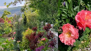 Blooming Perennial Flower Bed and Early Flowering Peonies [upl. by Hsot507]