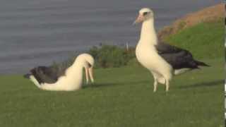 Kauai albatross first day on land after 6 years at sea [upl. by Akehsat]