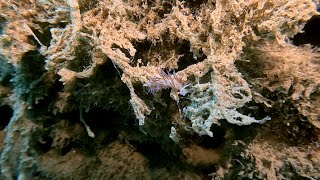 Marine creatures near Kalami Chania Greece [upl. by Ymmij]