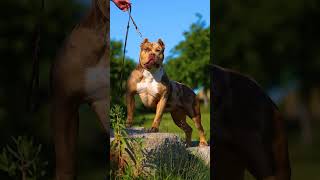 Top 5 Most Fearsome Dog Breeds Their Voices Will Haunt You 😮 shorts pitbull dogsbarking [upl. by Martinson]