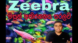 How to Breed Zeebra Danio Fish  sinhala [upl. by Berghoff]