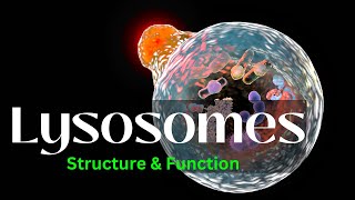 Lysosomes Structure and Function biology Cell Biology [upl. by Ihcekn]