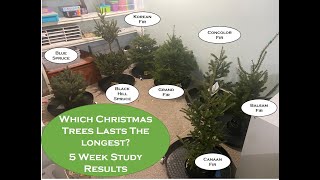 Which Type of Christmas Tree Lasts the Longest See the needle loss of many popular Christmas trees [upl. by Kramnhoj]