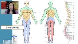 7 Dermatomes [upl. by Ecaj73]