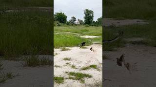 How amazing of Changeable Hawk Eagle hunt their prey for food 🦅youtube youtubeshorts hunting [upl. by Jeffcott]