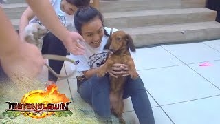 Matanglawin Dachshund Enthusiasts of the Philippines [upl. by Idnas466]