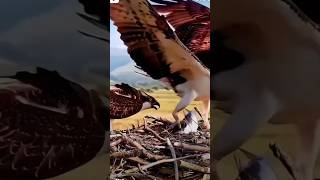 🦅🐟Eagle hunts fish and birds eagle hunting eagle catching fishshorts youtubeshorts viral [upl. by Yeaton]