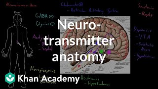 Neurotransmitter anatomy  Organ Systems  MCAT  Khan Academy [upl. by Anirtal]