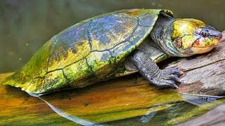 Worlds Most Endangered Turtles amp Tortoises Madagascar Video series [upl. by Hirai]