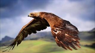 What is the meaning of dreaming with a hawk [upl. by Ludba]