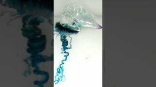 Portuguese Man o War Physalia physalis  Observed in Description [upl. by Ynohtnanhoj]