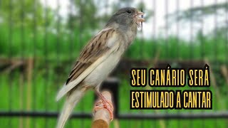 Canário Belga cantando para Treinar Canários Jovens e Silenciosos a Cantar Diretamente 54 [upl. by Ellenwad613]