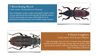 11 Types of Wood Boring Insect [upl. by Amik250]