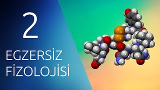 EGZERSİZ FİZYOLOJİSİ 2 Endokrin Hormonal Sistem [upl. by Yordan]