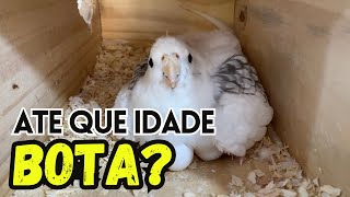 ATÉ QUE IDADE A CALOPSITA AINDA BOTA [upl. by Florette]