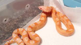 Full Corn Snake Collection [upl. by Razal]