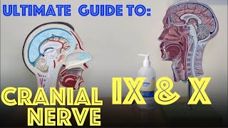 Glossopharyngeal amp Vagus Nerve Explained  Guide to Cranial Nerves IX and X  Dr Gill [upl. by Elspeth]