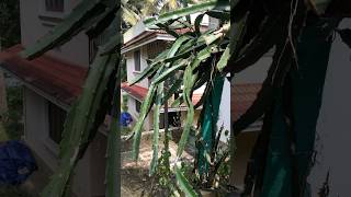 Dragon plant paripalanam🌱🌱🪴🪴trending youtubeshorts nature trending [upl. by Barbuto]