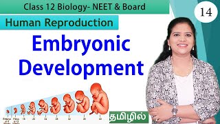 Gastrulation and Embryonic Development  Class 12 Biology தமிழ் [upl. by Ayiak]