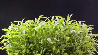 Tarragon TimeLapse  Plant Growing [upl. by Eduj]