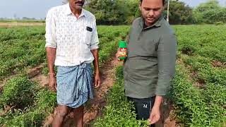 AKSHAYA CROP SCIENCE8688898064MIRCHI SPECIAL SPRAY BY FORMER mirchicultivation agriculture [upl. by Esojnauj413]