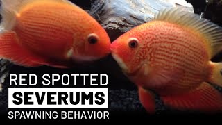 Beautiful Red Spotted Severums Spawning  Breeding Behavior [upl. by Fredelia]