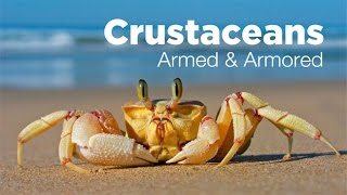 Armed and Armored The Amazing Evolutionary Story of Crustaceans [upl. by Rolandson]