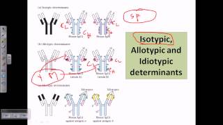 Isotype allotype and idiotype [upl. by Tiras]