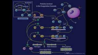 The Coagulation Cascade [upl. by Kroy822]