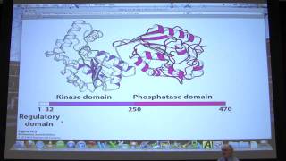 25 Biochemistry Glycogen Metabolism I Lecture for Kevin Aherns BB 450550 [upl. by Eveiveneg945]