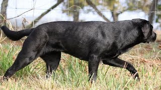 BEST OF LABRADOR  THE MOST STUNNING BLACK LABRADOR RETRIEVER [upl. by Enyawed]