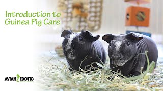 Introduction to Guinea Pig Care [upl. by Redmer]