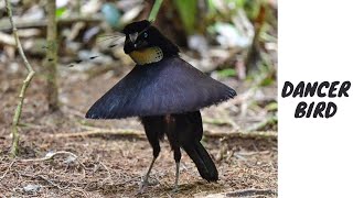 Exquisite Bird of Paradise DanceThe Most Beautiful birds in the World part1byanimalwondery [upl. by Carmelia]