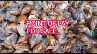 Point of lay  snail farming in Ghana 🇬🇭 [upl. by Magena]