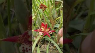 Floração da Maxillaria tenuifolia  A Orquídea Com Cheiro de Coco [upl. by Htieh970]