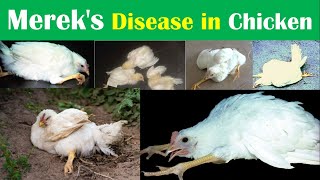 Mereks disease in Poultry  Poultry Diseases and their Treatment [upl. by Lilyan402]